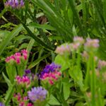 Foto: blühende Staticeblumen.