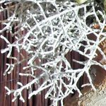 Foto: weiße getrocknete Zweige - Teil eines Blumenstraußes.